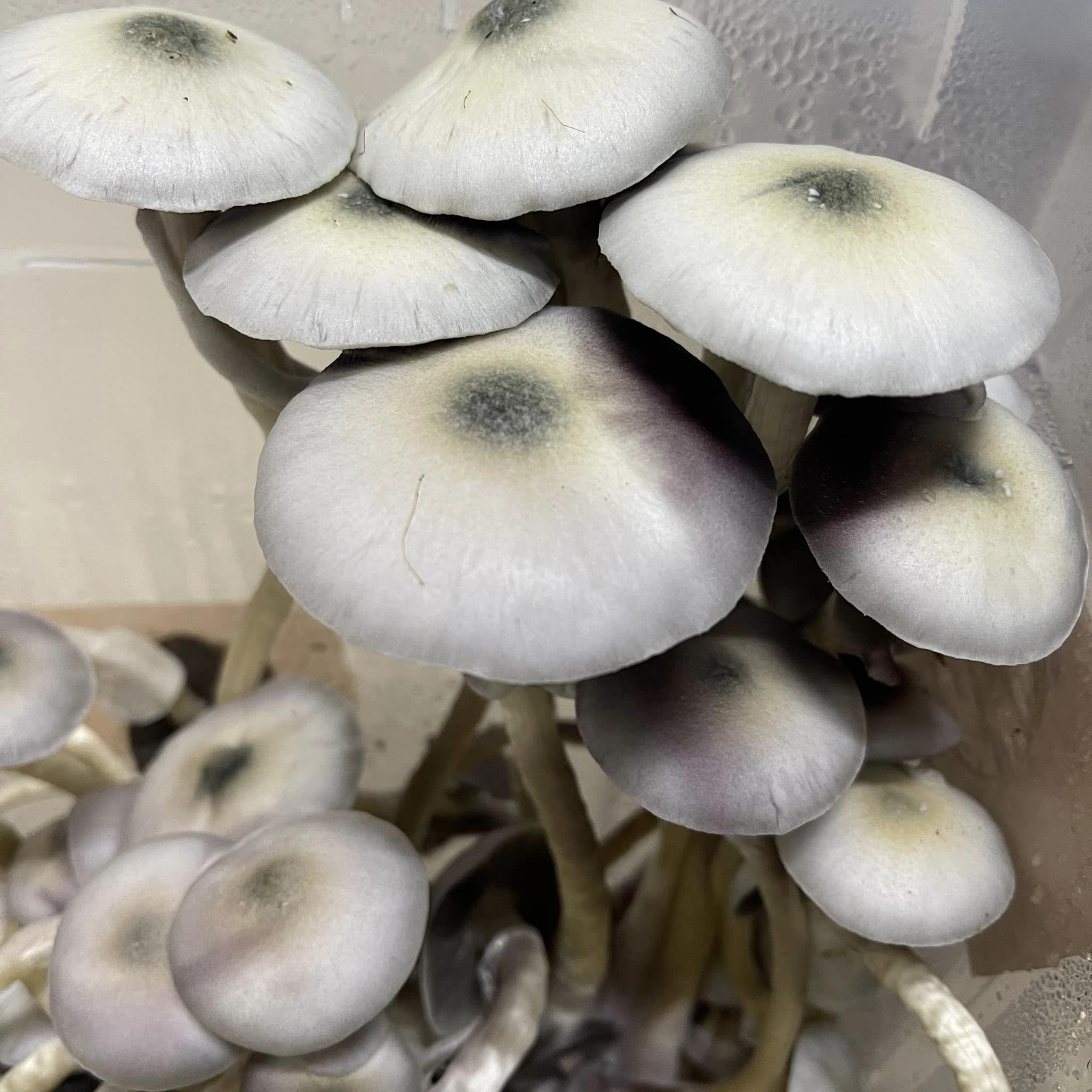 Albino A+ 1