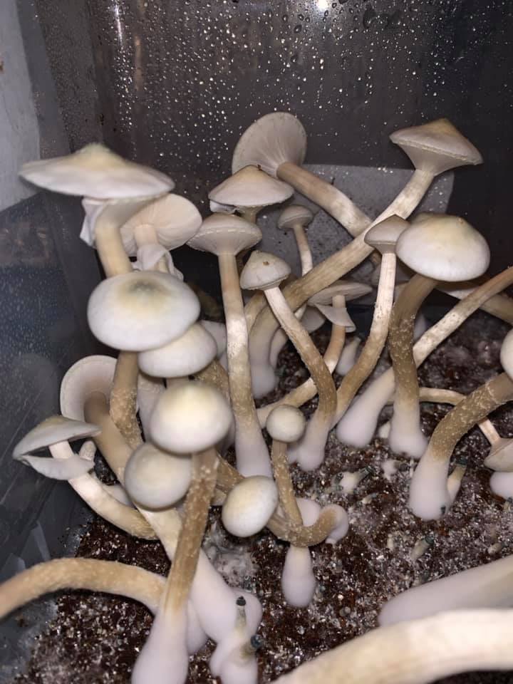 Albino A+ 2