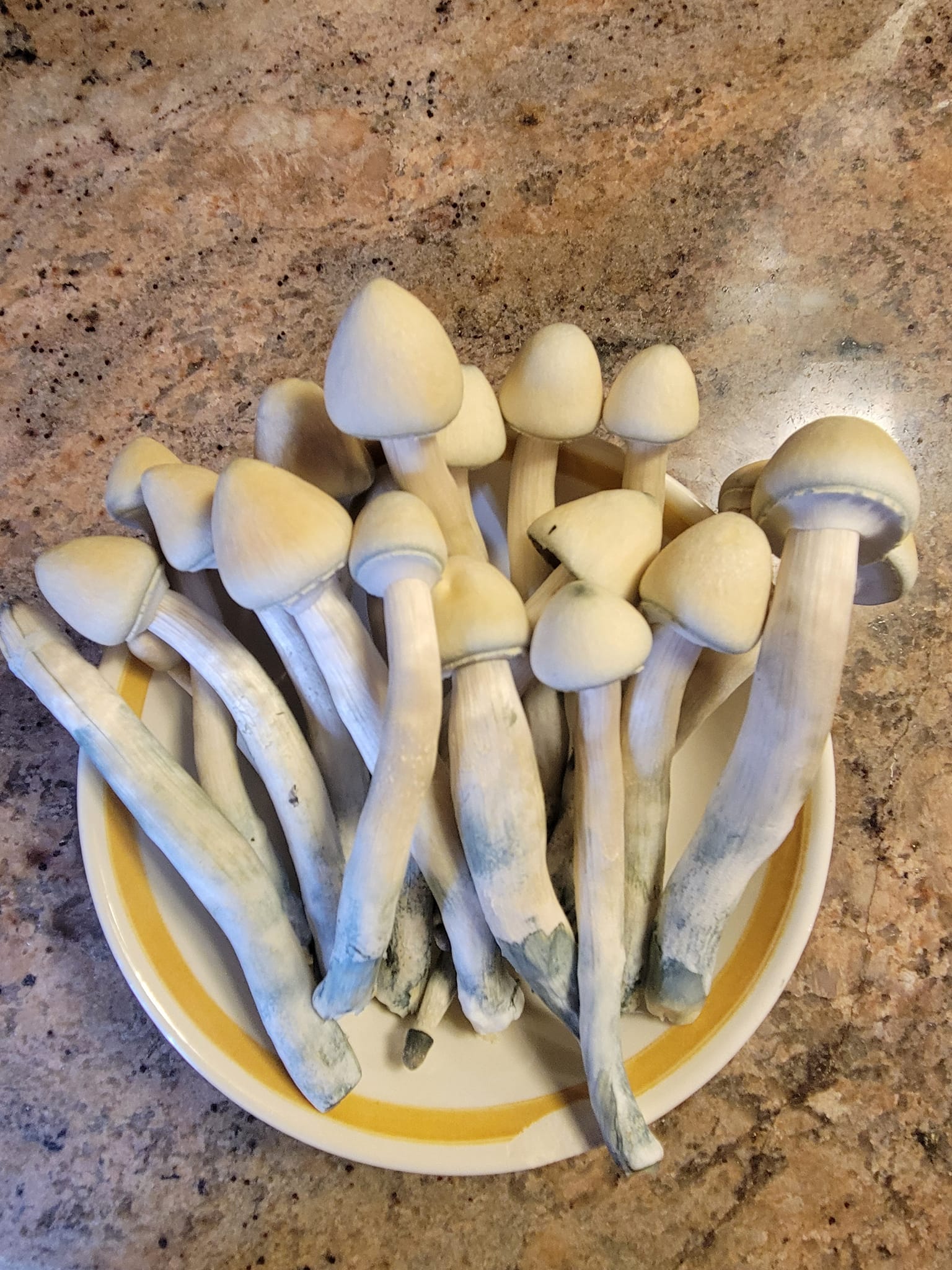 Albino A+ 4
