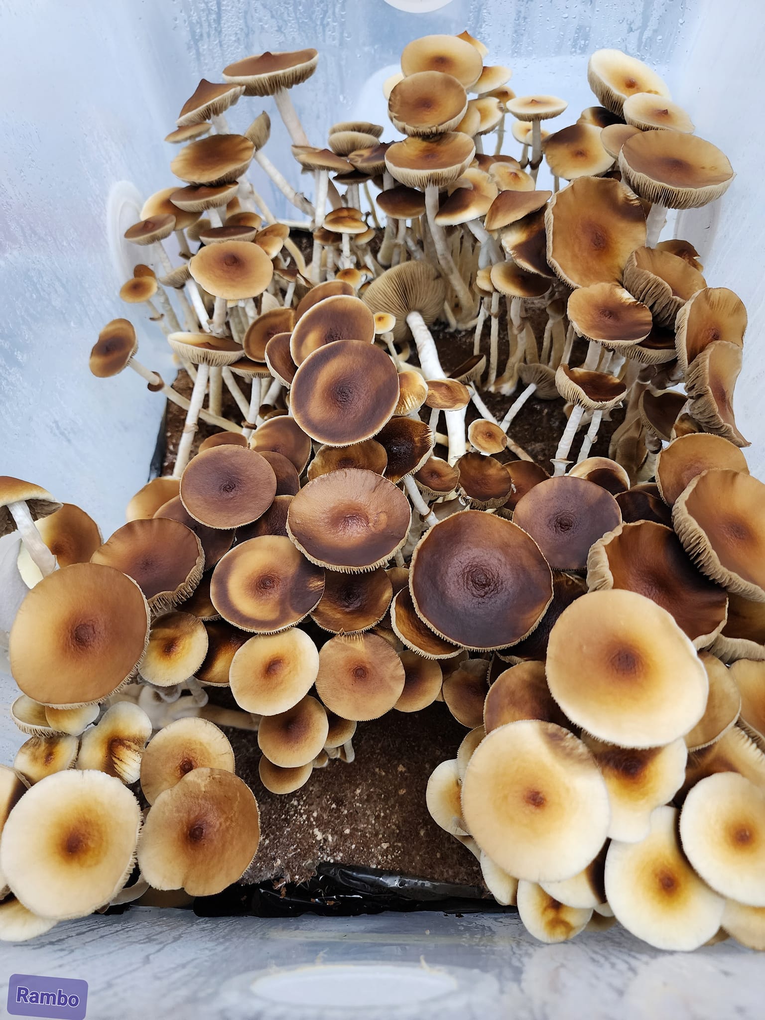 Cambodian 3
