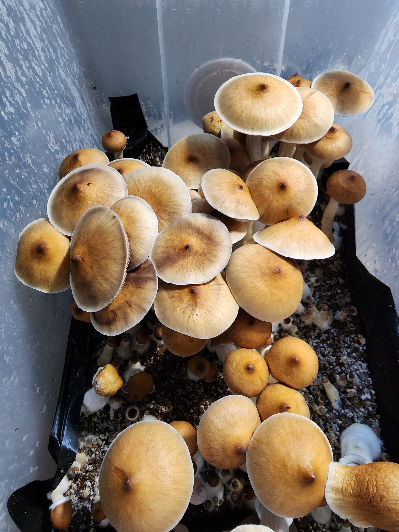 Golden Teacher 1