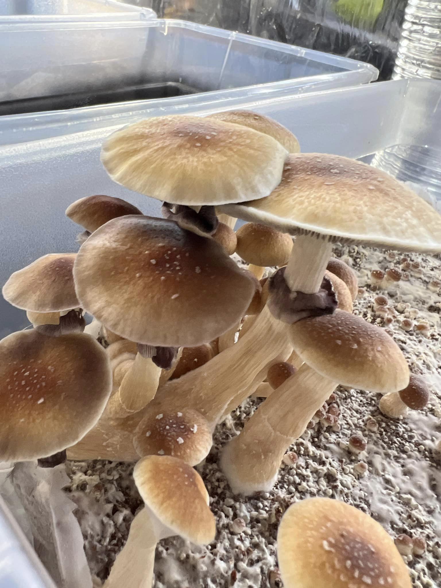 Golden Teacher 2