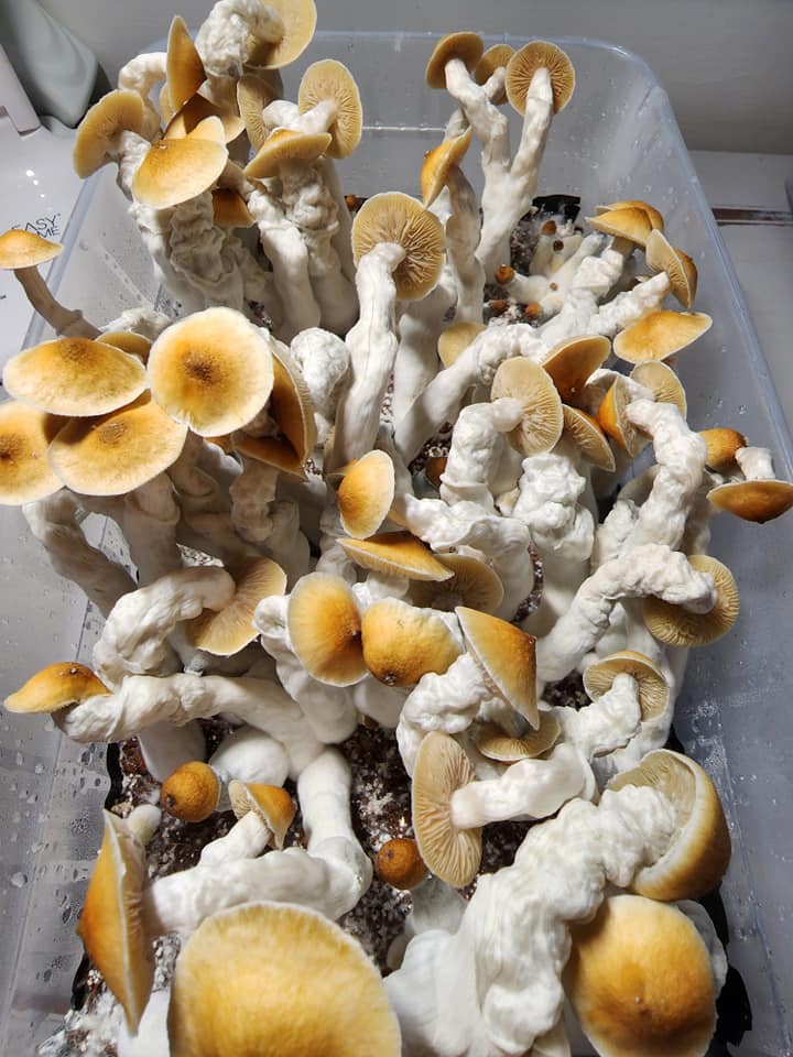 Golden Teacher 3