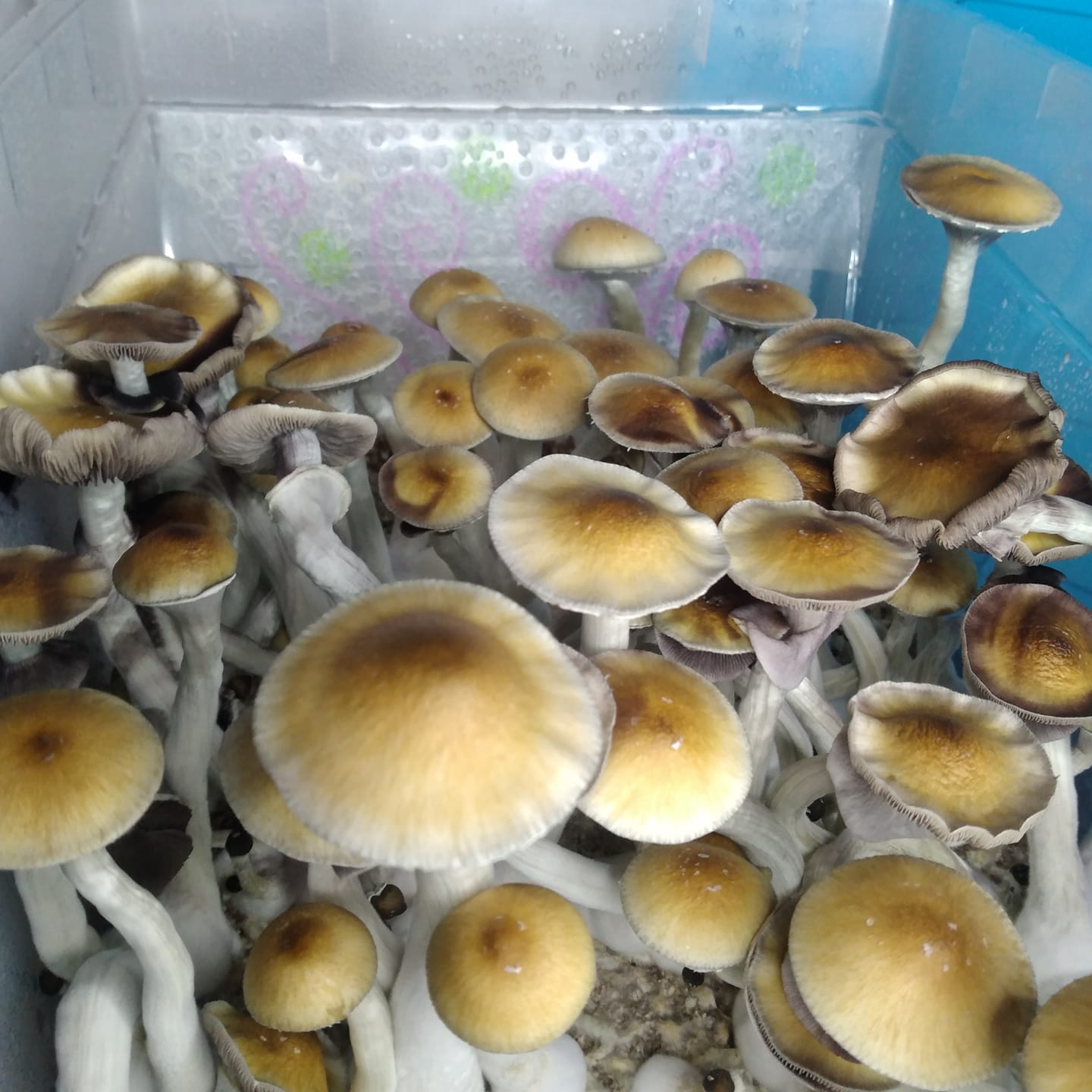 Golden Teacher 4