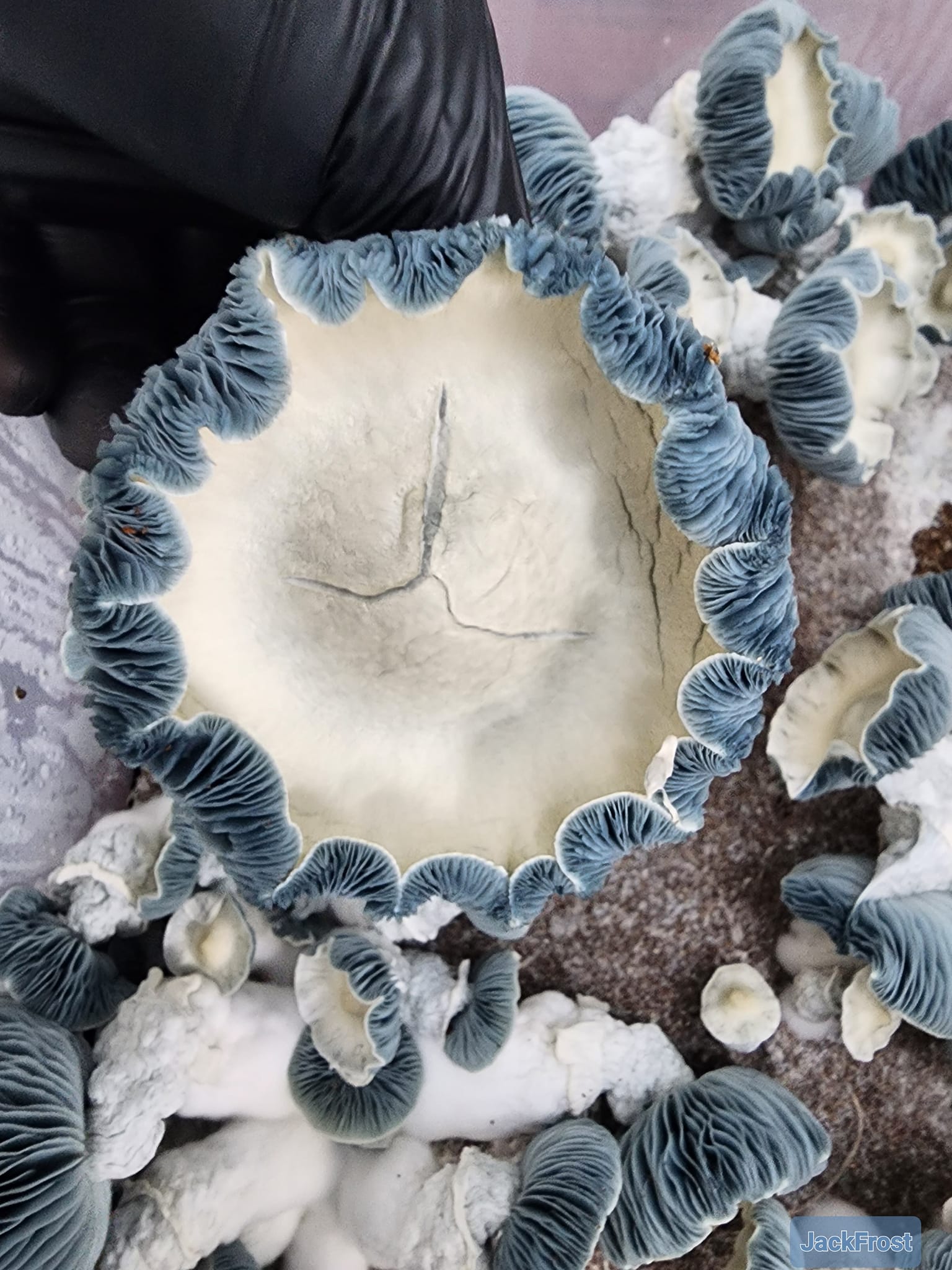 Jack Frost 1