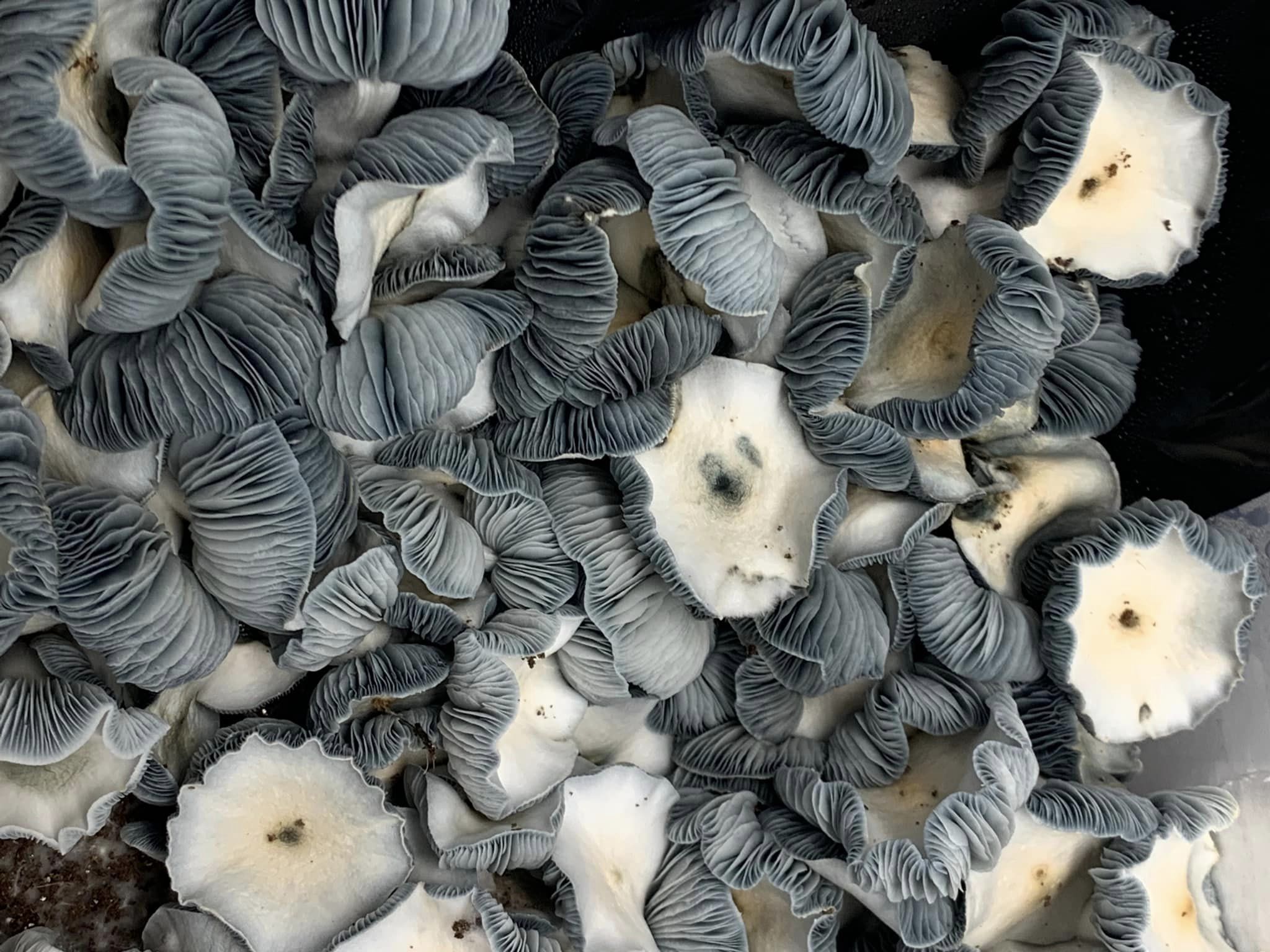 Jack Frost 2