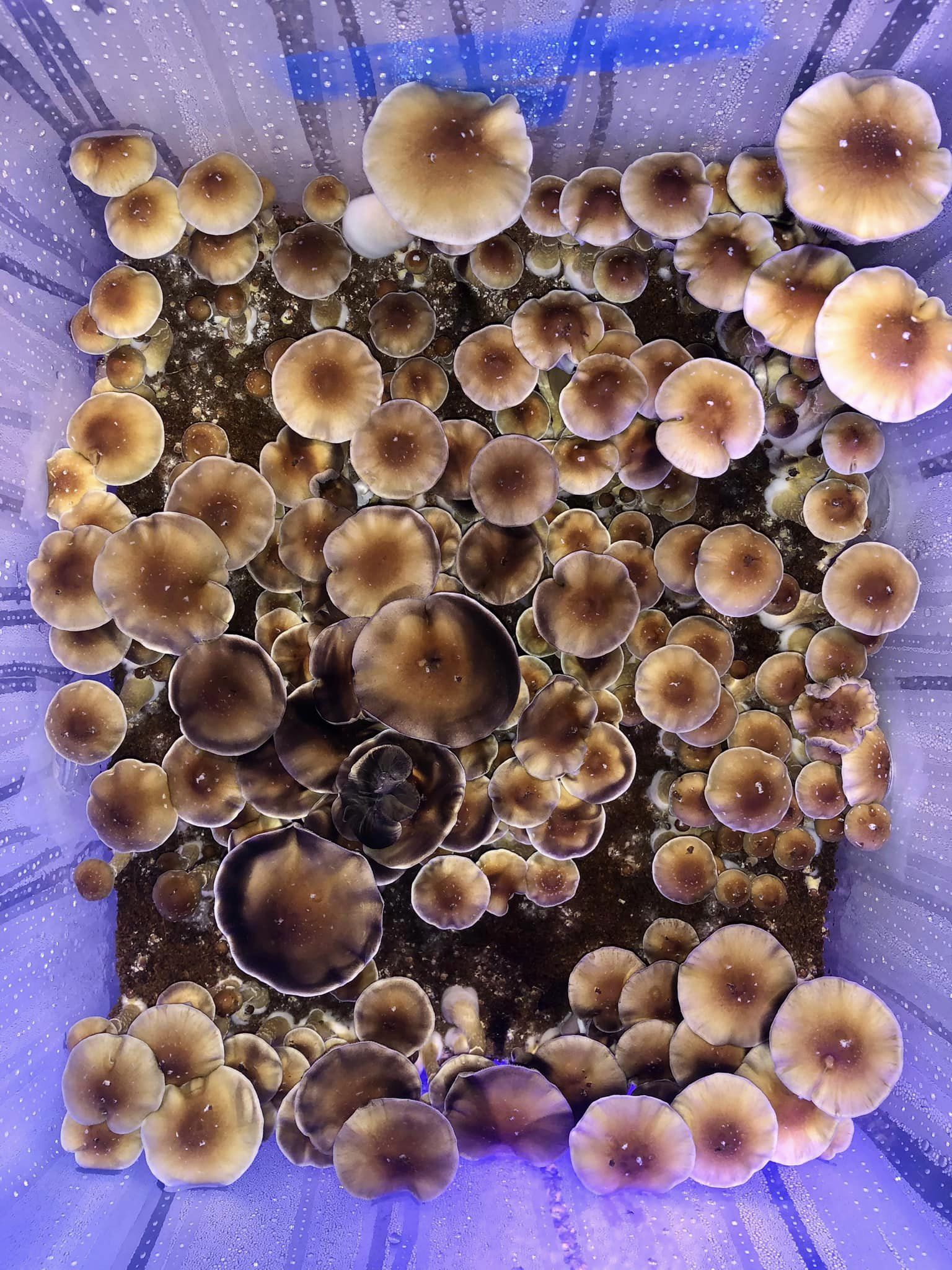 Mazatapec 2